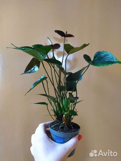 Антуриум Блэк Квин / Anthurium Black Queen