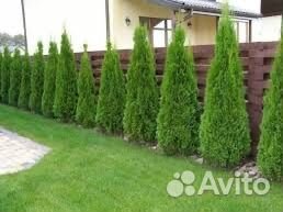 Туи смарагд