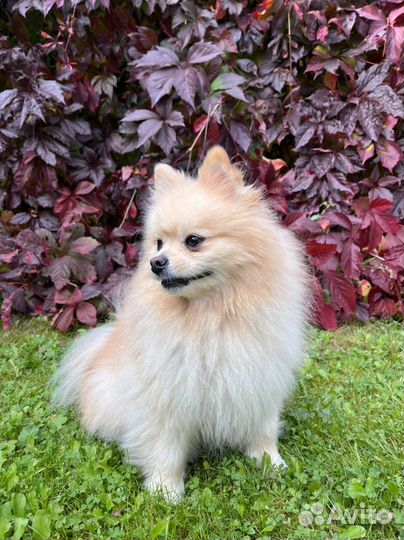 Немецкий шпиц вязка