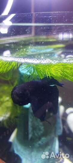 Рыбка петушок самец