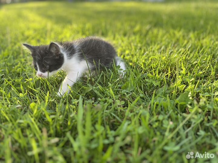 Отдам в добрые руки котят