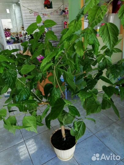 Гибискус древовидный