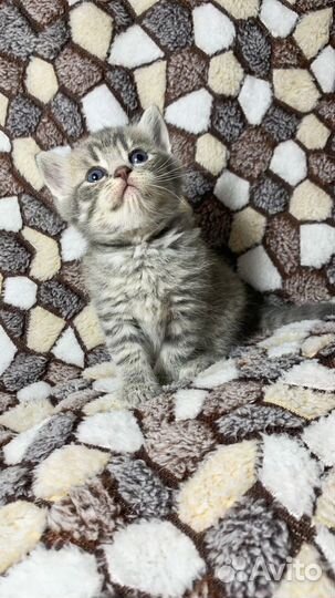 Шотландские котята шиншилла