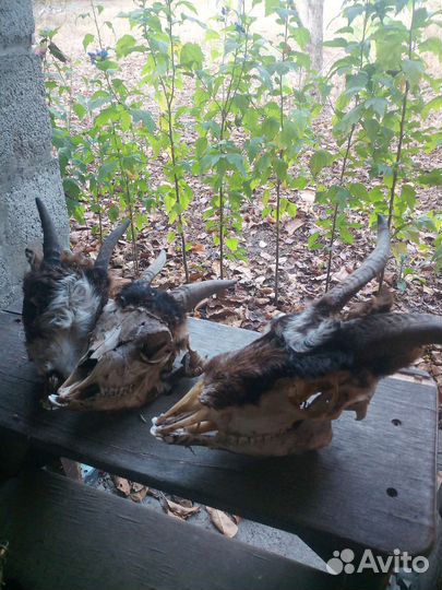 Черепа козьи с рогами