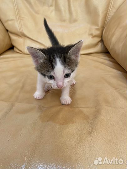 Котята (бесплатно)