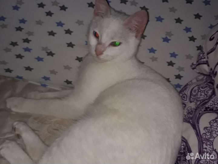 Потерялся котёнок