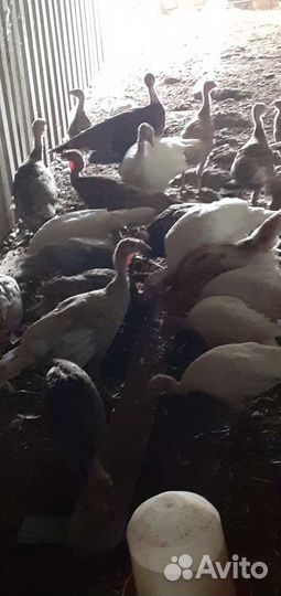 Индюки индюшата