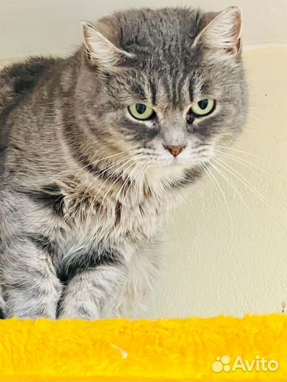 Домашние животные кошки