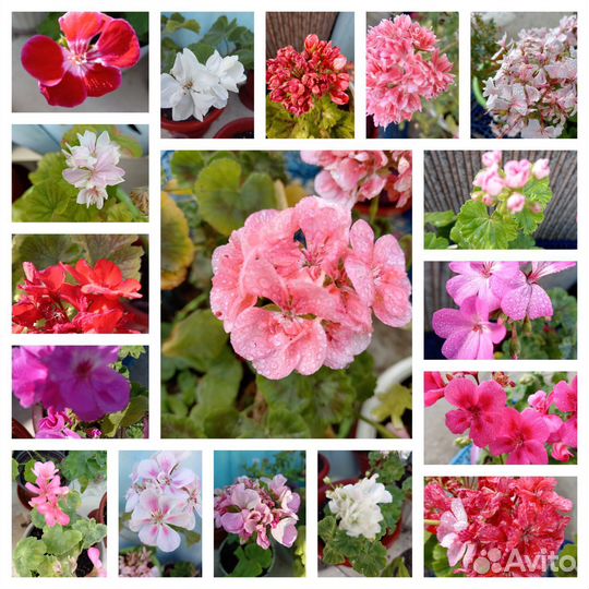 Пеларгония герань