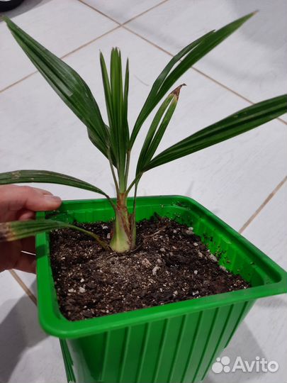 Пальма трахикарпус