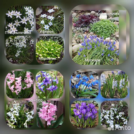 Крокус ирис юкка,подснежник ифейон тюльпан мускари