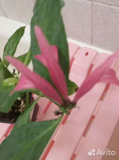 Якобиния нодозе цветок