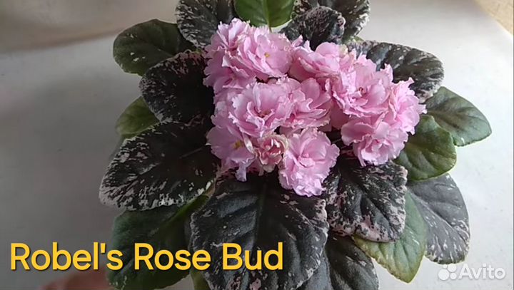 Детки сортовых фиалок