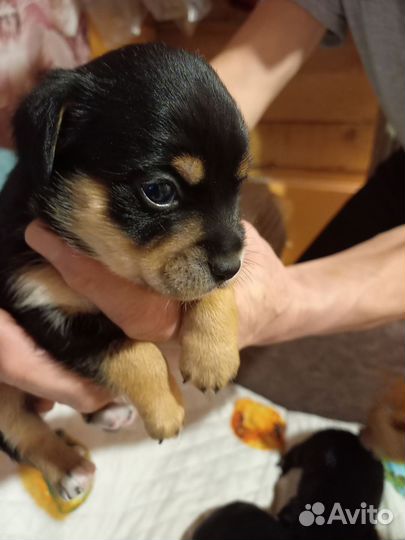 Домашние животные