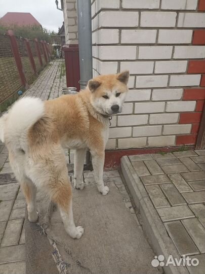 Собака в добрые руки отдам бесплатно