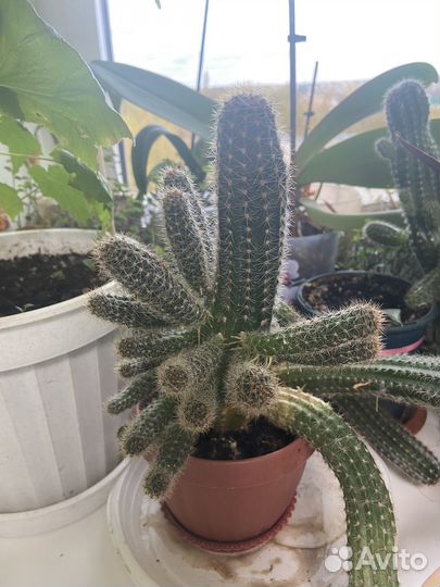 Кактусы бесплатно