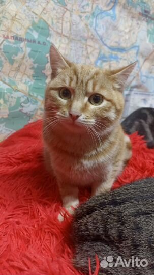 Котята в добрые руки рыжий рыжик мальчик девочка