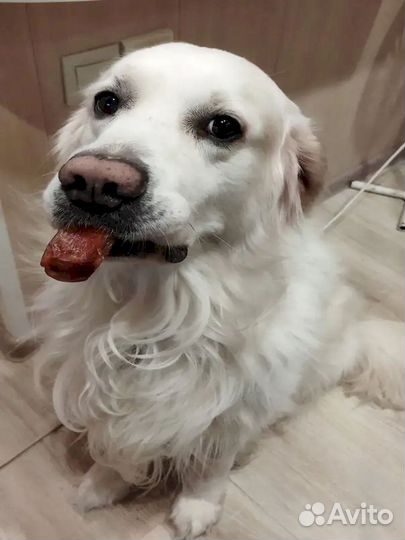 Бычий корень для собак. Одобрен врачами