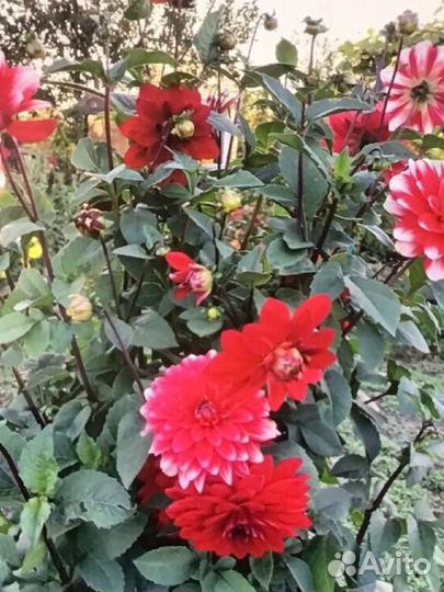 Клубни георгин