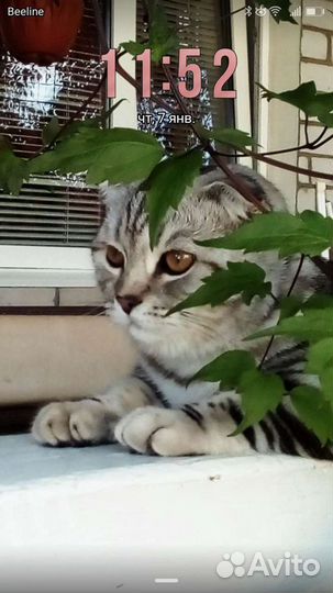 Вязка. Шикарный крупный шотландец Скотиш фолд