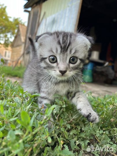 Котёнок вислоухий в добрые руки