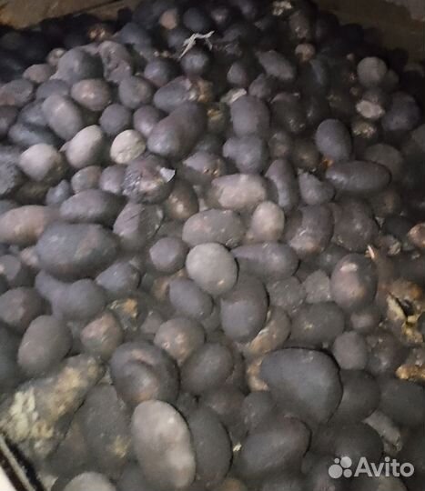 Картофель на корм скоту