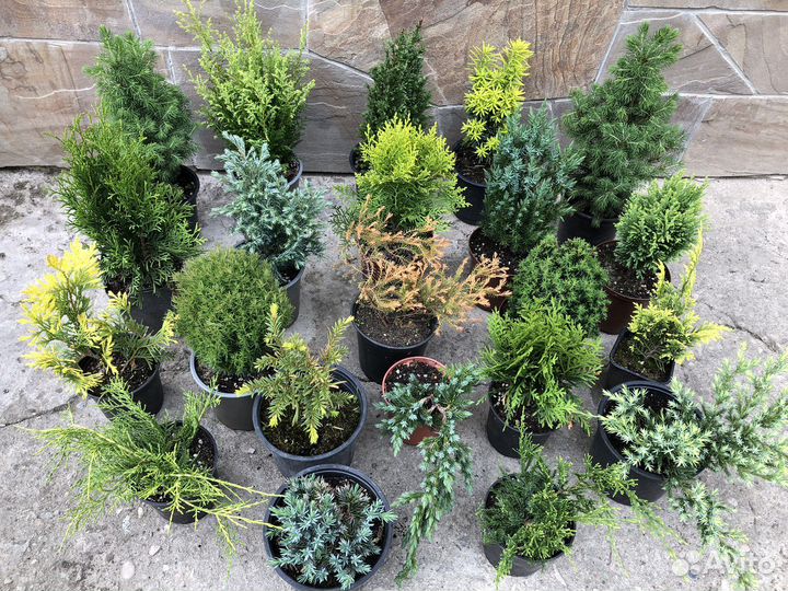 Хвойные малыши