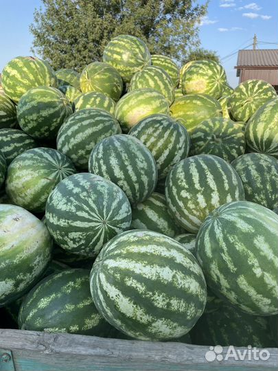 Арбуз оптом