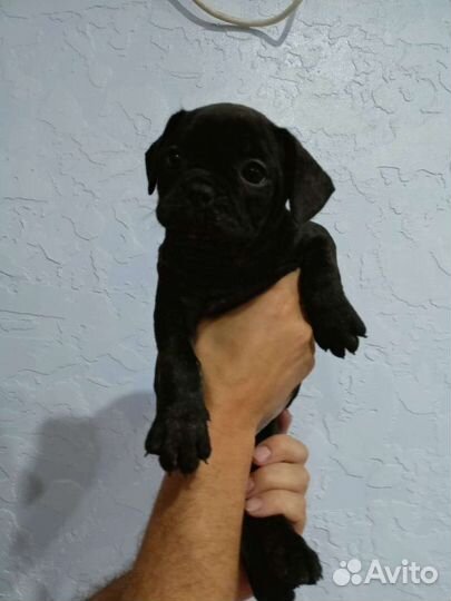 Собаки щенки французский бульдог