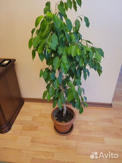 Фикус Бенжамин