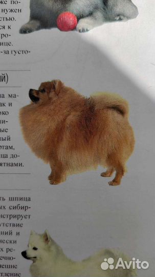 Миттельшпиц