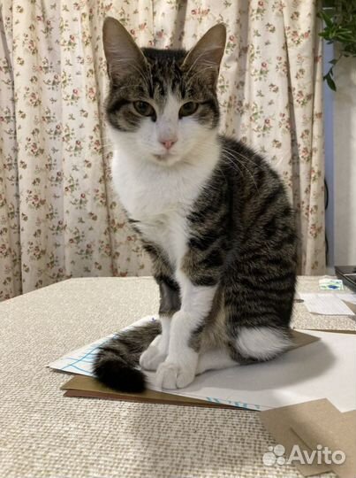 Кошка стерилизованная ищет дом