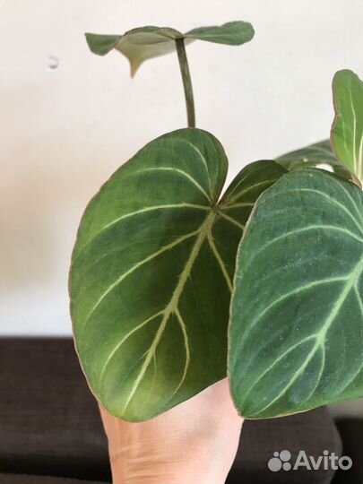 Филодендрон Глориозум Верде (Тайланд)