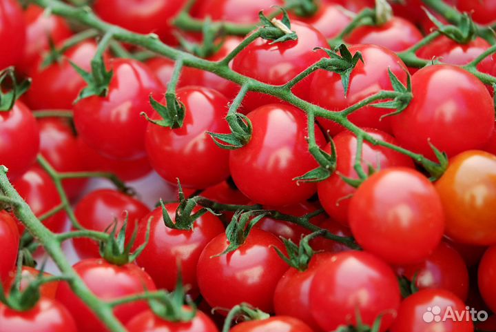 Рабочие в Теплицы с Проживанием в Калуге