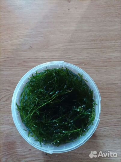 Растения для аквариума