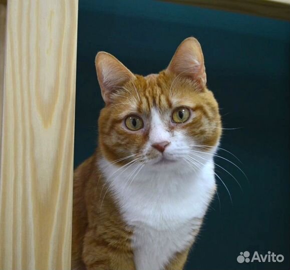 Котик Мультик в добрые руки