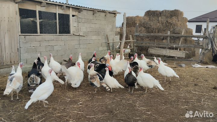 Продажа Индеяк