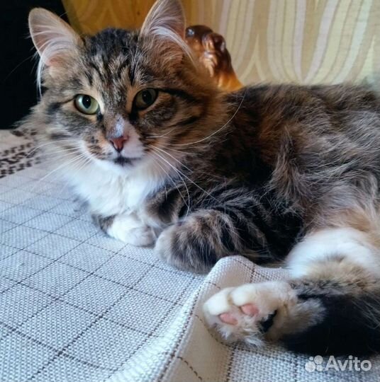 Кот и кот ищем передержку или дом