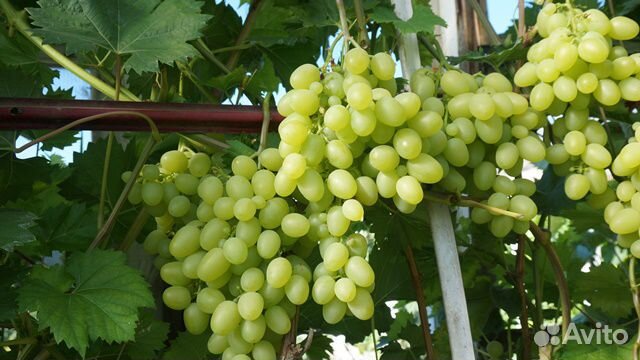 Виноград саженцы