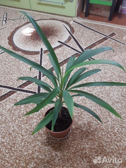 Драцена, пальма, Диффенбахия, Юкка