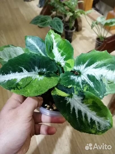 Сингониум яишница,конфети 3колор, ред спот биколор