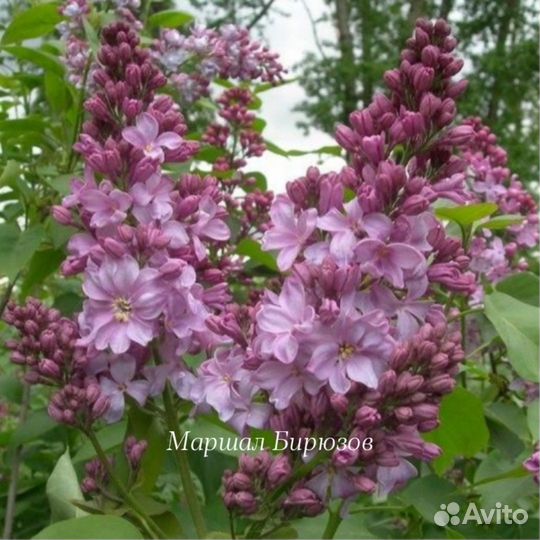 Сирень Р9