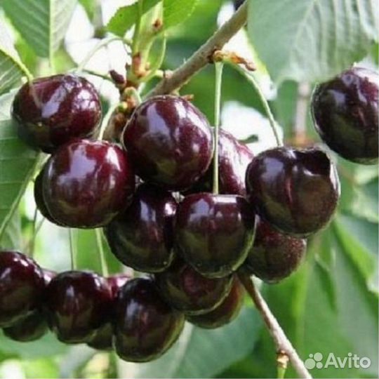 Саженцы черешни Дейбера