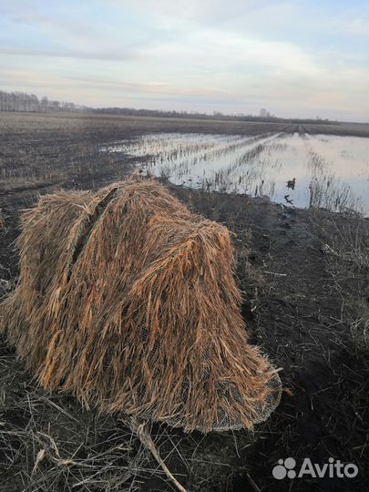 Подсодные утки для охоты
