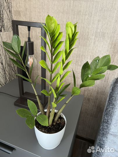 Замиокулькас