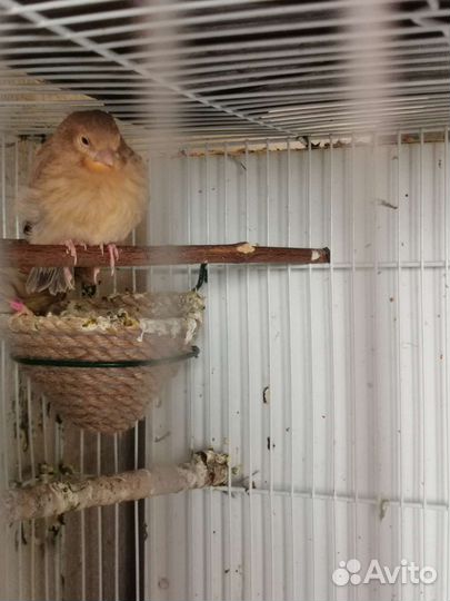 Птенцы канарейки, Кенара и Канарейки