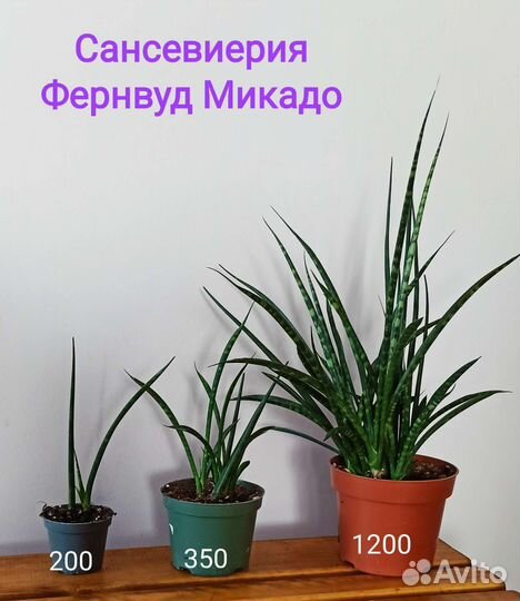 Сансевиерия