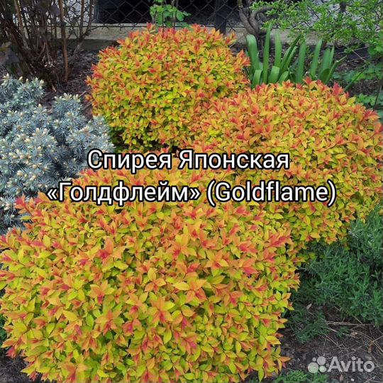 Спирея Японская Голдфлейм