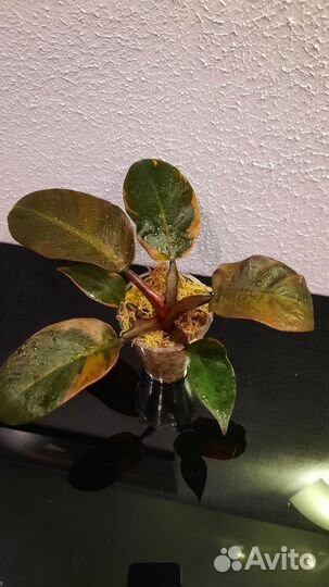 Филодендрон Блек кардинал вариегатный