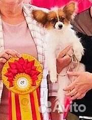 Щенок папийона